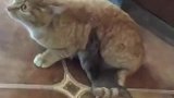 你还好意思叫，猫界的脸都让你丢完了！