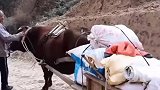 黄土高原的黄土情