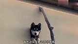 猫：大哥你先撒开我，我分一串烤肉给你