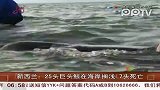 新西兰海岸25头巨头鲸搁浅 7头死亡