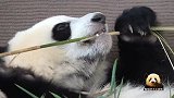 高清镜头看熊猫宝宝咬竹子，灵活的小爪爪可爱得不像话