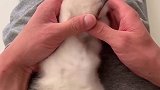 一只暴躁的小可爱突然上线 布偶猫 吸猫