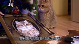 主人为猫咪准备圣诞礼物，猫咪十分滑稽，主人乐坏啦