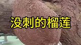 见过长刺榴莲，没刺的榴莲你见过吗？