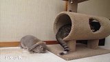 猫咪疯狂甩起了尾巴，楼下的小兔子遭了秧：我做错啥了