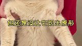 论一只lsp猫能有多心机……猫 萌宠 萌宠出道计划 萌宠成精了 萌宠高阶技能挑战