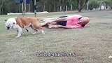 比特犬是多可怕？一头比特狂咬金毛，主人拿出吃奶的劲都拉不开！