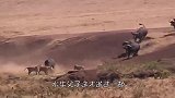 落单野牛遭狮群围攻，狮子跃跃欲试，结局让人意外