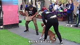 狗狗们参加跳高比赛，跑得快但跳得不高，每次都差一点就能咬到