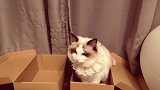 是姐妹！就来互相伤害吧！爱宠 猫狗 萌宠成精 铲屎官与主人