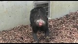 小猩猩差点被电触死，吓得母猩猩魂都没了，母爱没有界限的