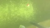 比海王的叉子还多出4根刺