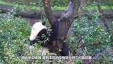 为什么熊猫咬人之后，都会默默的绝食，难道真的是因为内疚吗？