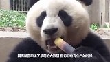 为什么熊猫咬人之后，都会默默的绝食，难道真的是因为内疚吗？