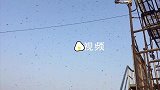 密恐慎入!又到繁殖季,摇蚁泛滥成灾