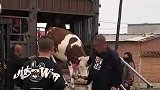 小牛蹦跳下车，随后淡定离开