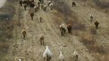 黄河滩偶遇牛群！