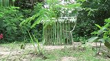 野外求生，利用陷阱捕获一只公鸡！