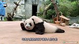 双胞胎熊猫宝宝重聚，竟然一见面就黏在一起，熊猫宝宝举动萌翻了