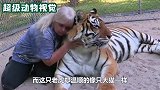 老虎跟饲养员关系友好，连睡觉都要抱在一起，让人感到欣慰