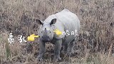被【野生犀牛】零距离环绕，第一次发现犀牛这么可爱！！！✌️  动物世界