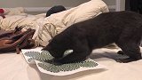 给猫看视觉错觉图，猫疯了，网友：你将失去你的猫主子