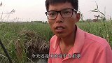 七星漂不用钓太远，水草边下钩，专钓大板鲫