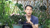 给杜鹃花施肥，谨记这2件事，以免出现肥害，造成叶片和花苞脱落