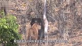 此物高2.8米重达1600斤！老虎不是对手，拍死狮子易如反掌
