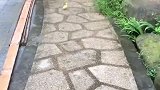 狗子主人你看，我给带回来了一只小鸭子