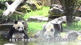 小熊猫津津有味的吃着竹笋，真那么好吃么？看的好饿啊！