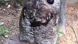长相奇特的鸱鸟，纯黑的眼眸和巨大的鸟嘴