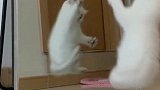 猫咪见到镜子里的自己，竟然打了起来，看看谁能打赢