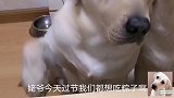 端午节了，主人给赛文一家包了一顿特殊的狗粮粽子，太有趣了。
