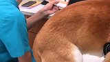 偶遇柴犬打针，当时我害怕极了，只想回家乡看樱花