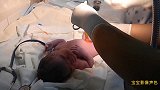 出生不到一分钟的婴儿，看护士给宝宝剪脐带的珍贵画面