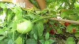 新疆李奶奶制作西红柿蛋花汤，纯天然食材做成汤，营养丰富又美味