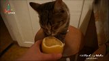 小猫咪第一次吃柠檬，看把它酸的