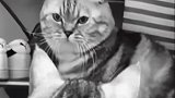 猫：看不见我，看不见我，我是壁画！