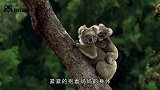 小考拉错把狗狗当妈妈，爬上狗背吓坏了狗狗，愁坏了主人！