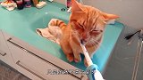 爱上电动牙刷的猫咪，不为刷牙只为按摩