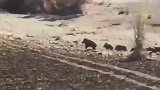 野猪带着同伴逃命, 没想到冲在前面第一个被打倒