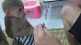 猴宝宝看主人的眼神，萌化了