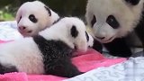美国男子养了3只“熊猫” 网友：四川偷的？