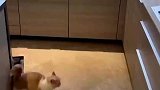 猫咪的跳跃能力，一下就上去了