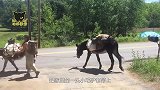 国外小情侣突发奇想，带着小毛驴去旅行，场面特别的温馨！