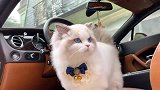 布偶猫：铲屎的，要和我一起兜风吗