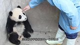 熊猫宝宝打妈妈，结果被熊猫妈妈按着一顿打，下一秒请不要笑！