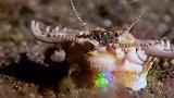 庞贝蠕虫，地球上最耐热的生物，它究竟有多可怕？