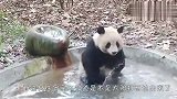 熊团子刚洗完澡，下一秒奶妈就要哭了，差点笑岔气